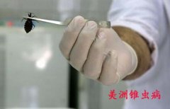 “新艾滋病”肆虐美国  三十万人感染美洲锥虫病