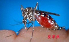  登革热常见问题大盘点