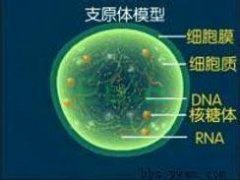 女性支原体感染的治疗方法