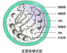 女性支原体感染的治疗时间要多久？