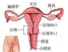子宫疾病也会导致尿频或排尿困难，为什么？