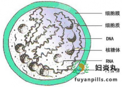 中药妇炎丸治疗支原体感染症有方法