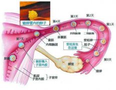 哪种中药能疏通输卵管