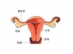 输卵管堵塞不治能好吗