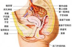 子宫腺肌症为什么会引起肛门坠胀疼痛?