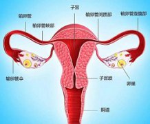 输卵管间质回流是怎么回事?严重吗?