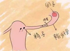 输卵管堵塞会有卵泡吗