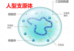 女性人型支原体感染怎么治疗