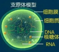 女性支原体阳性的症状该怎么治疗
